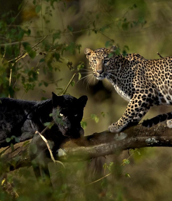 Kumbhalgarh National Park