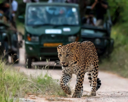 Leopard Safari